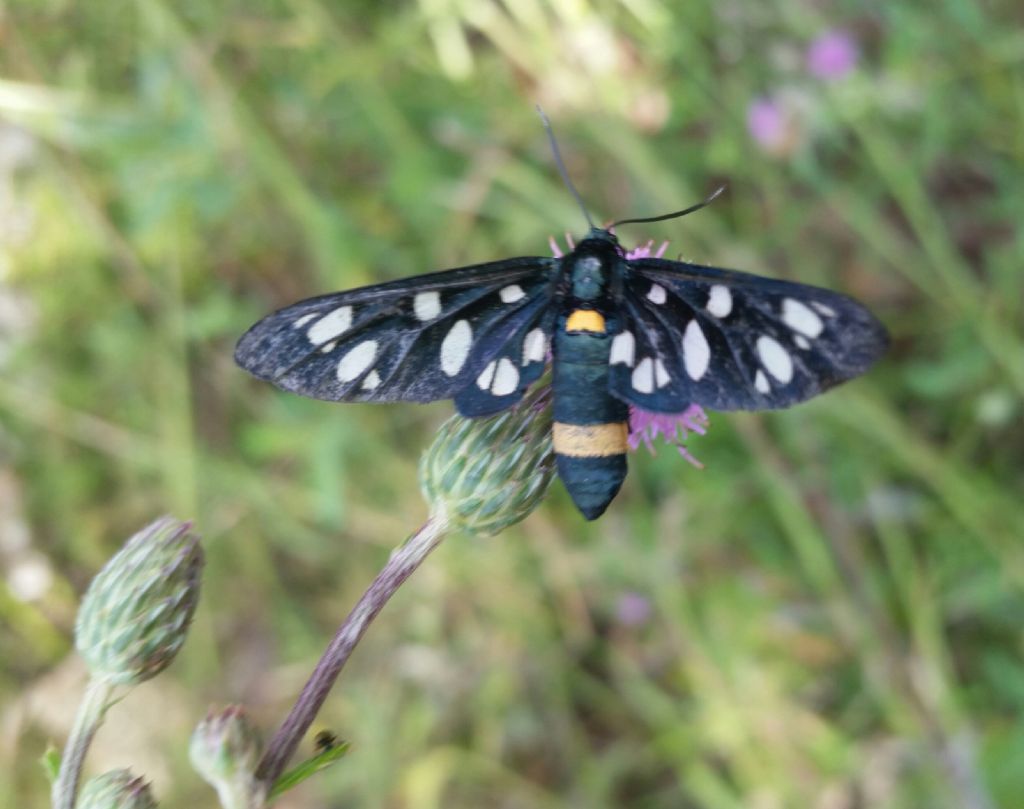 Femmina di Amata phegea?